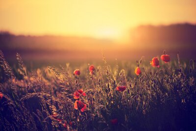 Fotobehang Weide met klaprozen en zonsondergang
