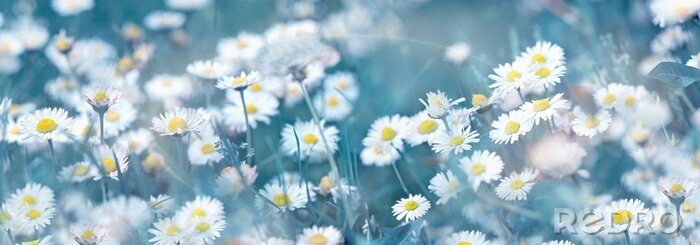 Poster Weide vol madeliefjes