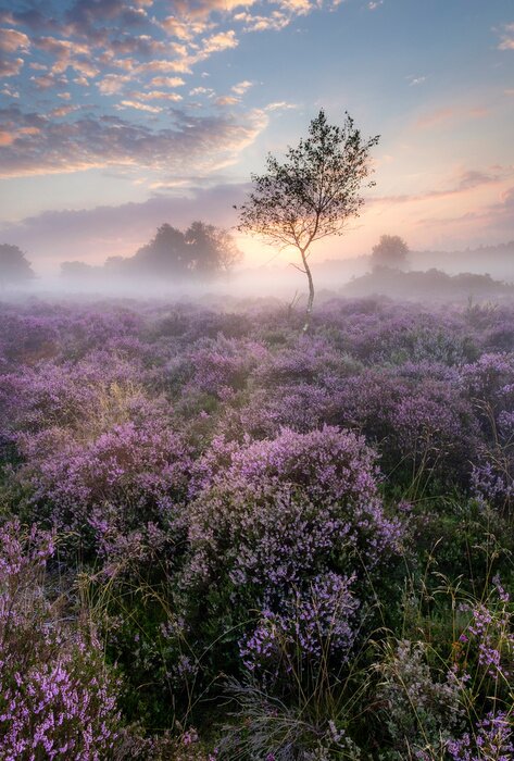 Poster Westleton Heath