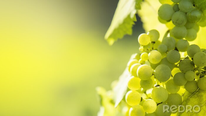 Poster White grapes