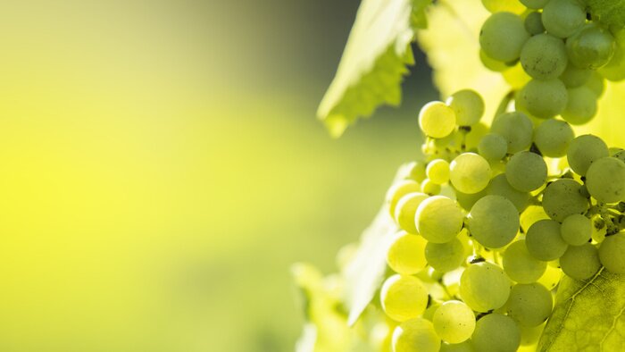 Poster White grapes