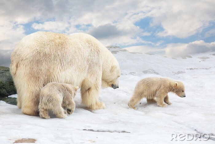 Poster white polar she-beer met twee welpen gaat op sneeuw