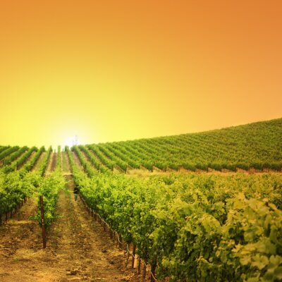 Wijngaard bij zonsondergang