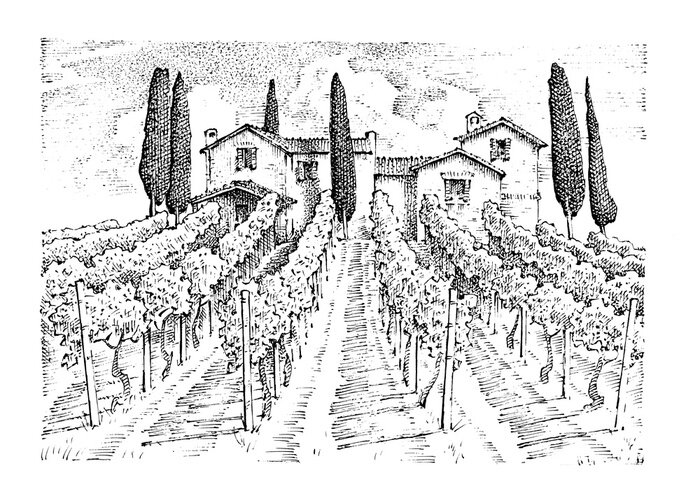Poster Wijngaard in Toscane op een schets