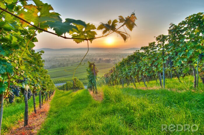Poster Wijngaard landschap