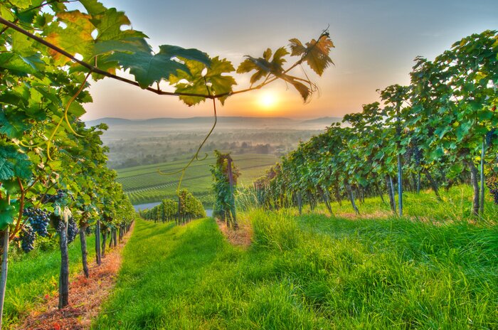 Poster Wijngaard landschap