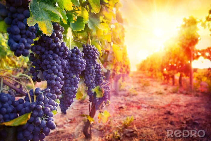 Poster wijngaard met rijpe druiven in het landschap bij zonsondergang