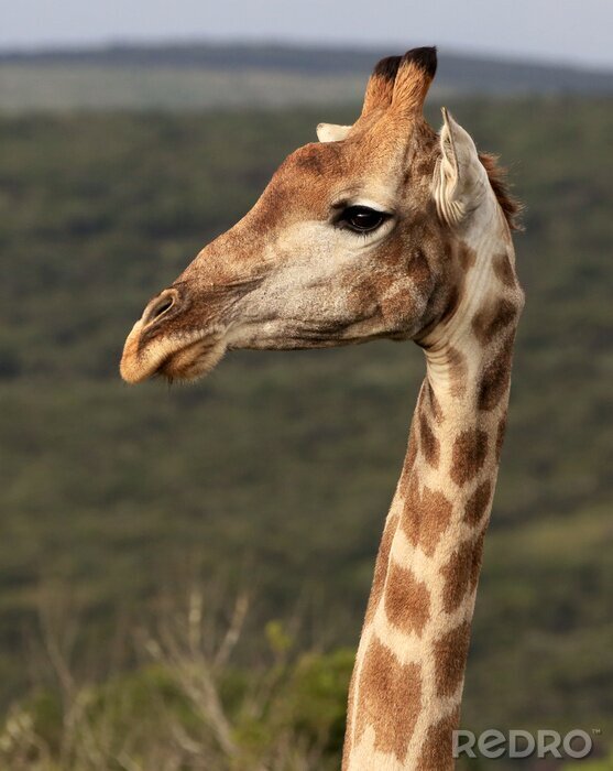 Poster Wild Afrikaanse Zuid-Portret van de giraf