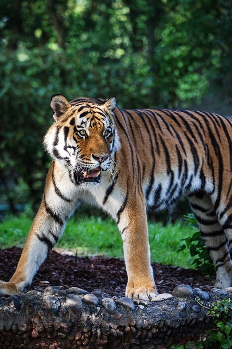 Poster Wild dier in het bos