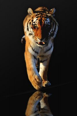 Poster Wild dier lopende tijger