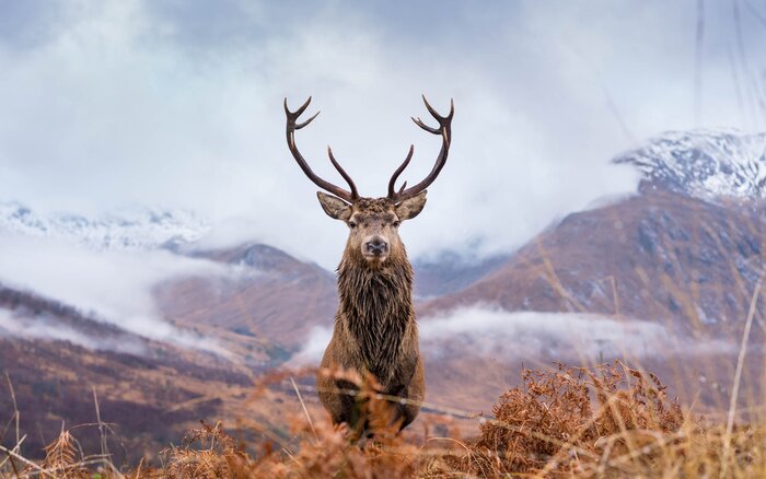 Poster Wild hert op een achtergrond met berglandschap