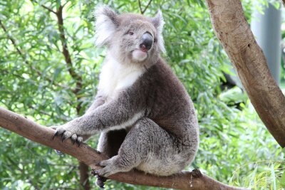 Poster Wild Koala in Australië