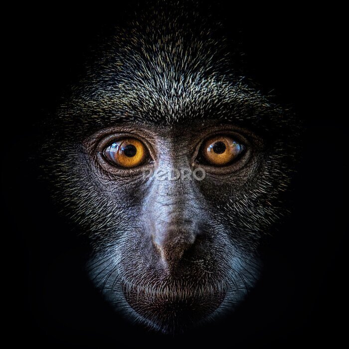 Poster Wild Sykes monkey in Mombasa, Kenya