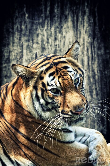 Poster Wild tijgerdier
