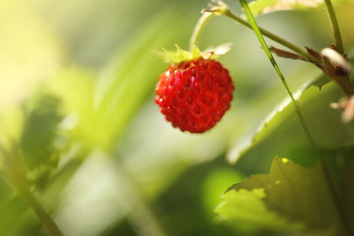 Poster Wilde aardbei bloeiende natuur