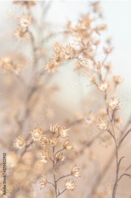 Poster Wilde bloemen na de bloei