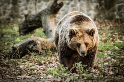Poster Wilde bruine beer die in het hout loopt