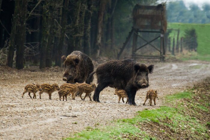 Poster Wilde dieren in de kudde