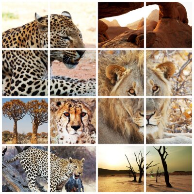 Poster Wilde dieren van Afrika