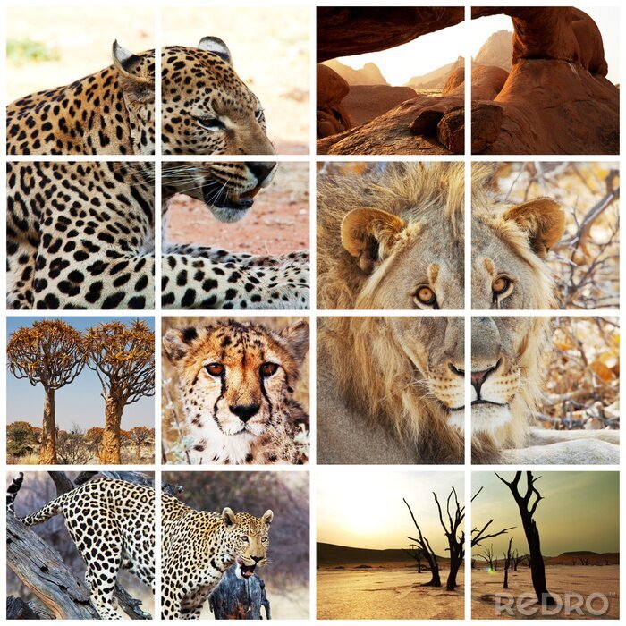 Poster Wilde dieren van Afrika