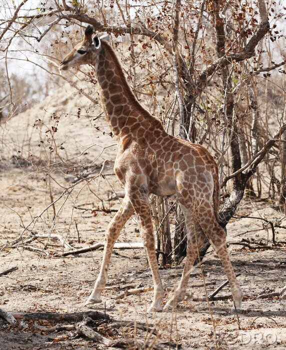 Poster wilde giraffe in Kruger National Park, Zuid-Afrika.