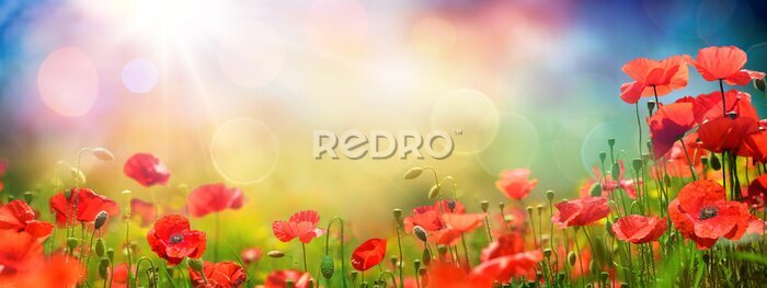 Poster Wilde klaprozen in de volle zon