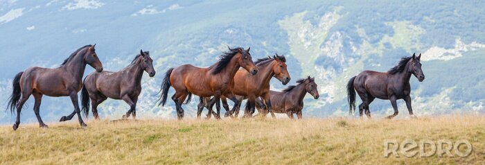 Poster Wilde paarden in de bergen