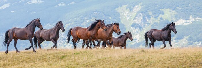 Poster Wilde paarden in de bergen