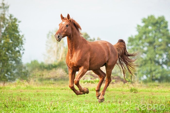 Poster Wilde paarden lopen door de weide