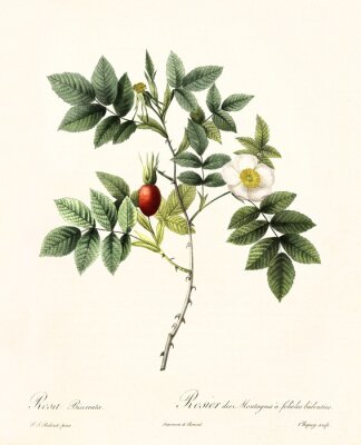 Poster Wilde roos natuur en plantkunde gravure