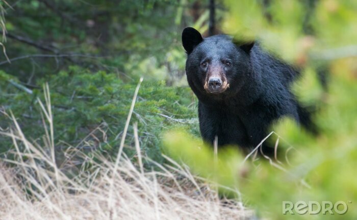 Poster Wilde zwarte beer in de Rocky Mountains