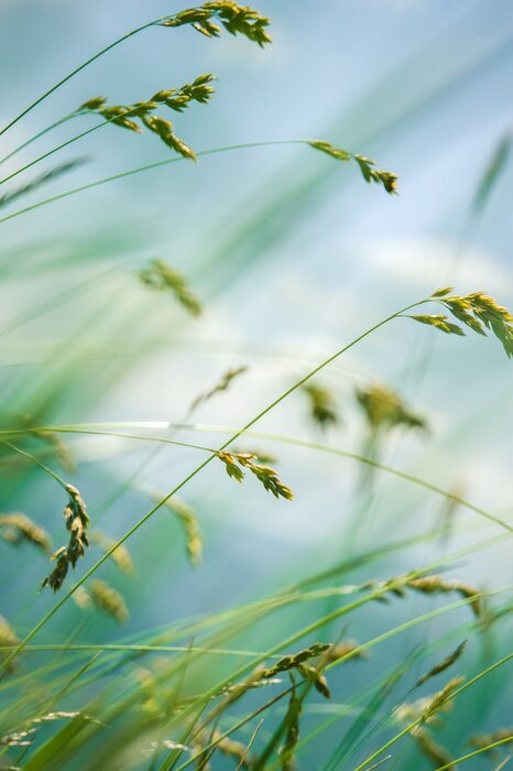 Poster Wind blowing through flower grass at the top of mountains