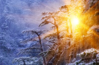 Poster Winter boslandschap met zon