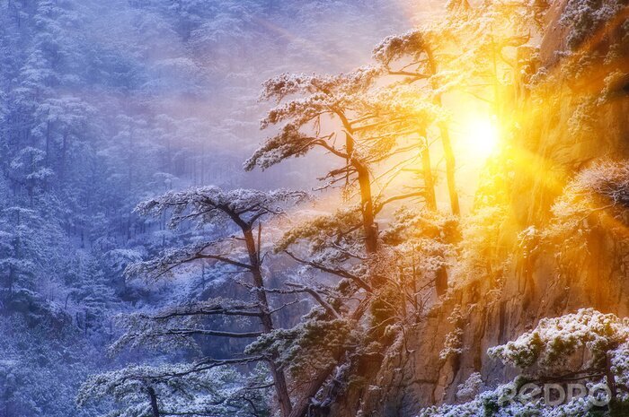Poster Winter boslandschap met zon