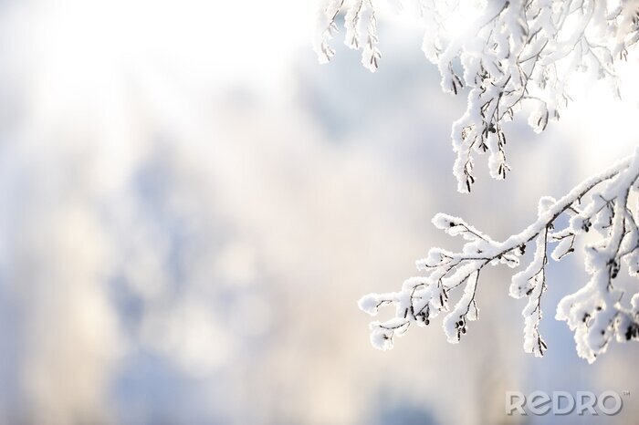 Poster Winter elzentakjes bedekt met sneeuw