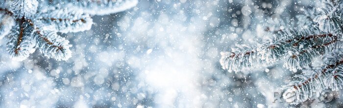 Poster Winter pijnboomtakken bedekt met sneeuw