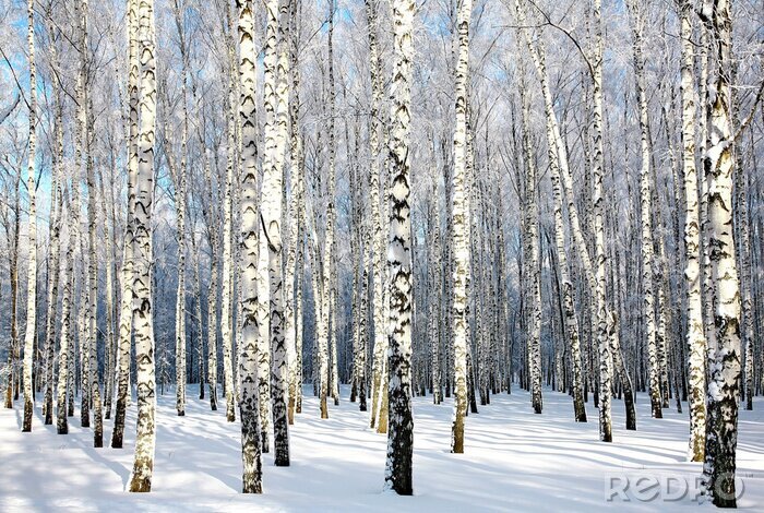 Poster Winter zon en berkenbos