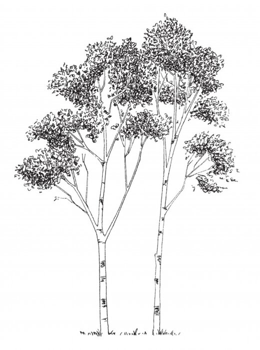 Poster Winterberken langs een geplaveide weg