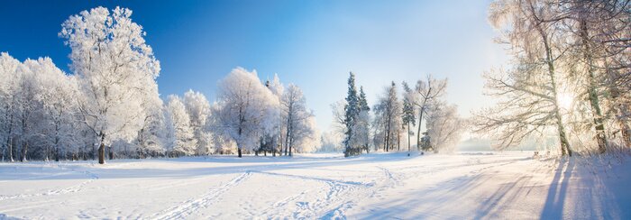 Poster Winterbomen in het park