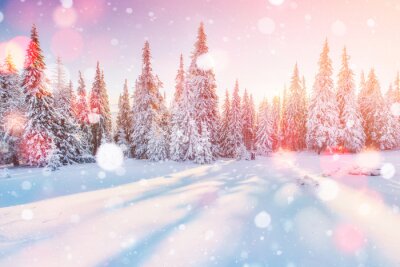 Poster Winterbomen in lichtreflecties