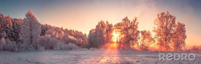 Poster Winterbomen in warme kleuren
