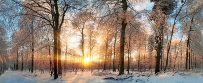 Poster Winterbos in de stralen van de ondergaande zon