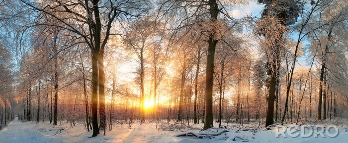 Poster Winterbos in de stralen van de ondergaande zon