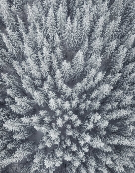 Poster Winterlandschap vanuit de lucht. Bos als achtergrond