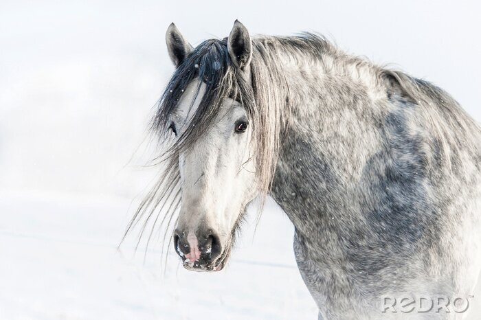 Poster Winterportret van een paard