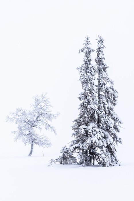 Poster Winterschoonheid