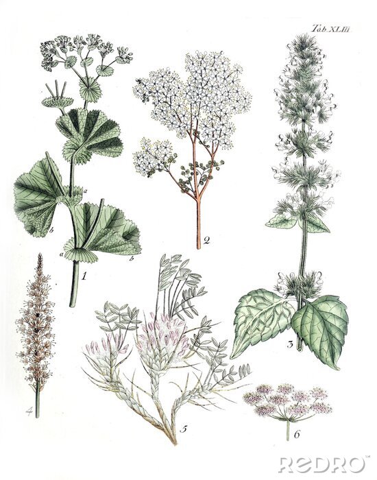 Poster Wit bloeiende planten