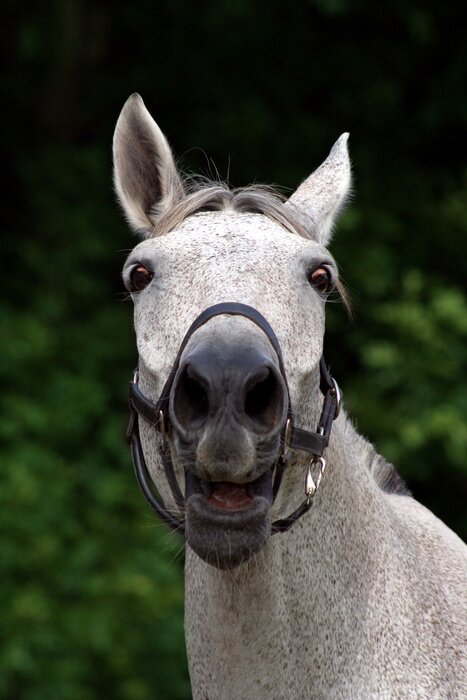 Poster Wit paard dier