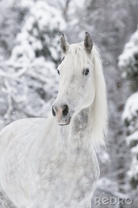 Poster Wit paard in de sneeuw