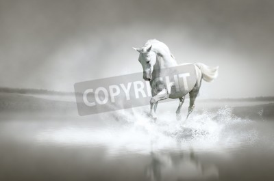 Wit paard in het water